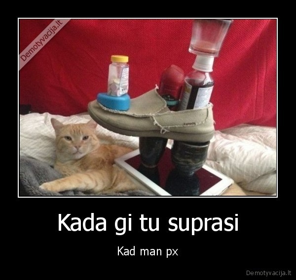 katinas,px,tyciojasi