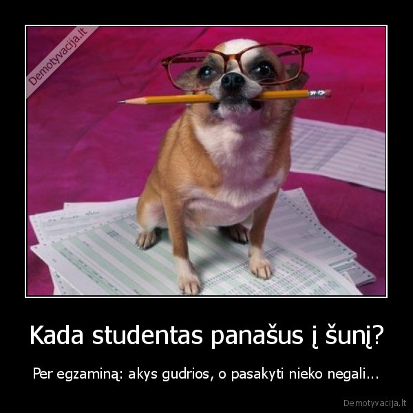 Kada studentas panašus į šunį?