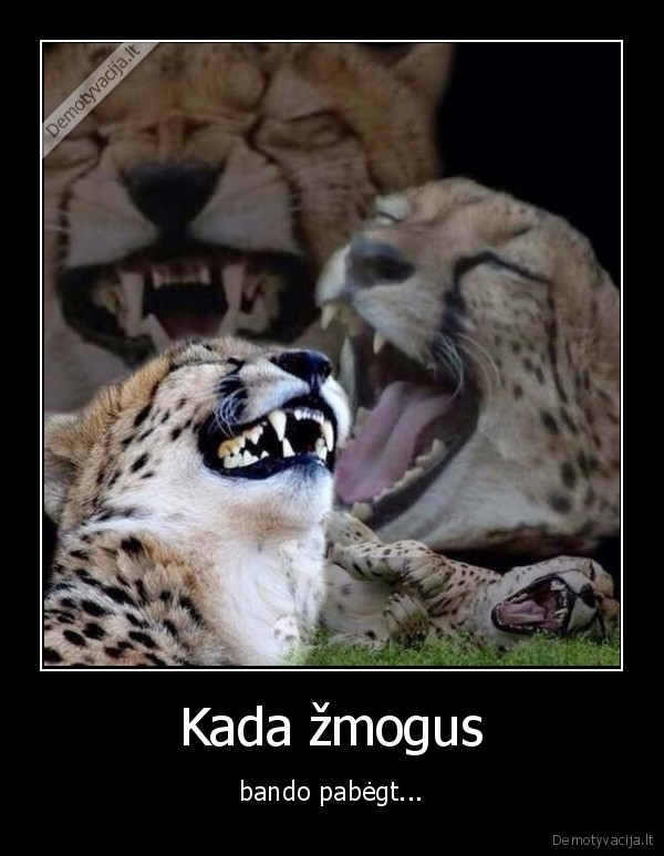 gepardas,zmogus,begti