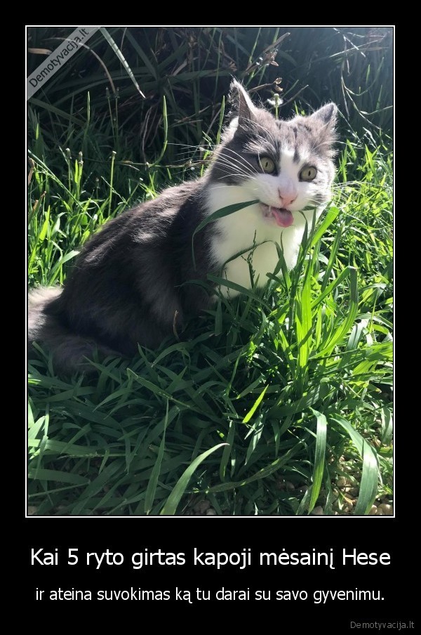 kate,katinas,mesainis,hesas