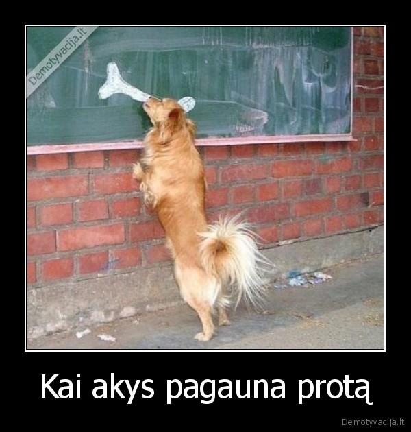 Kai akys pagauna protą