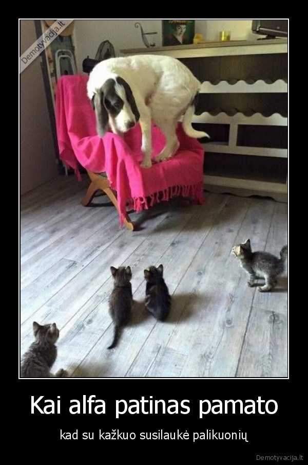 Kai alfa patinas pamato