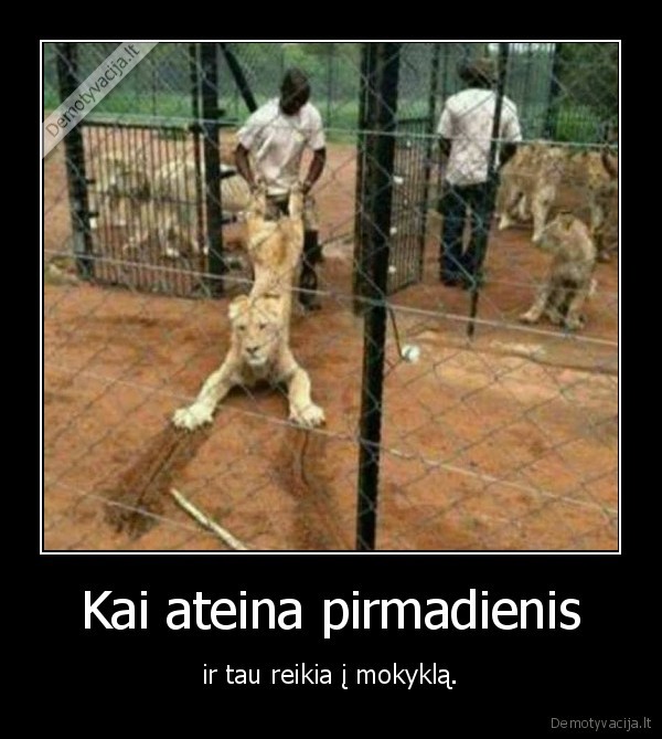 mokykla,pirmadienis,liutas