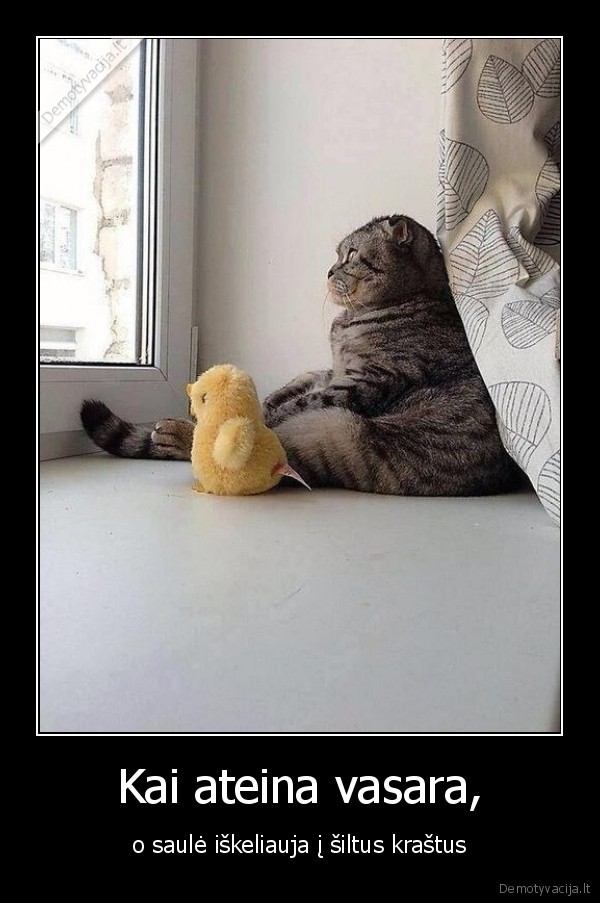 katinas,langas,liudnas