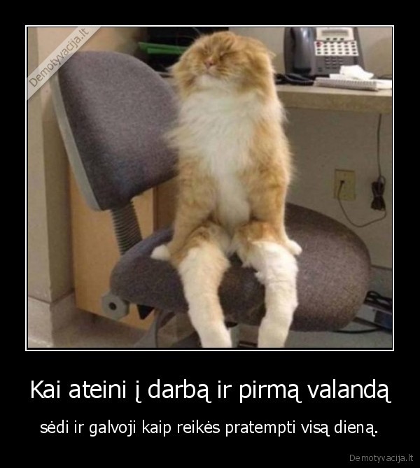 darbas,kate,katinas,diena