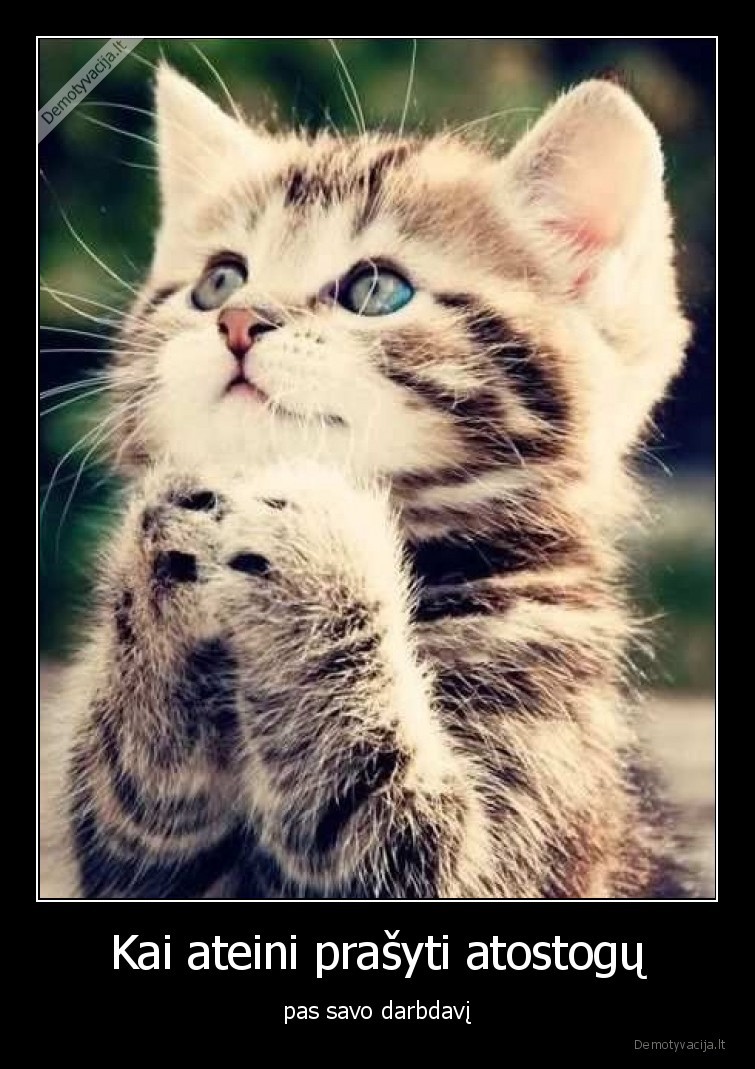 katinas,darbdavys,atostogos,praso