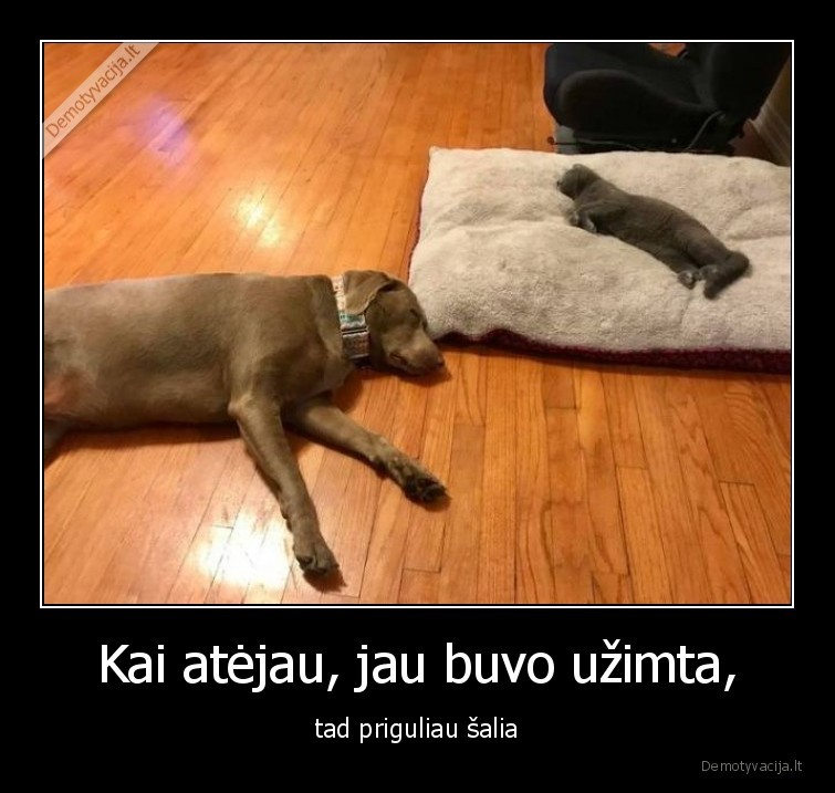 katinas,suo,guli,salia