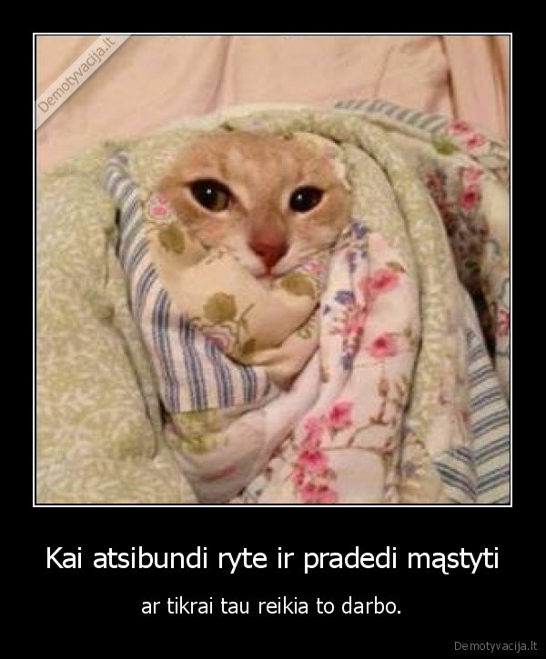 kate,katinas,rytas,darbas