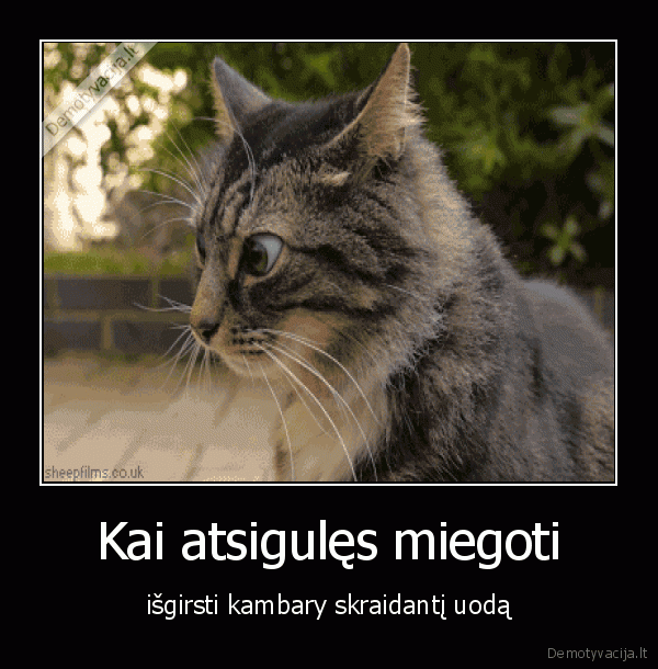 uodas,juokingas, katinas