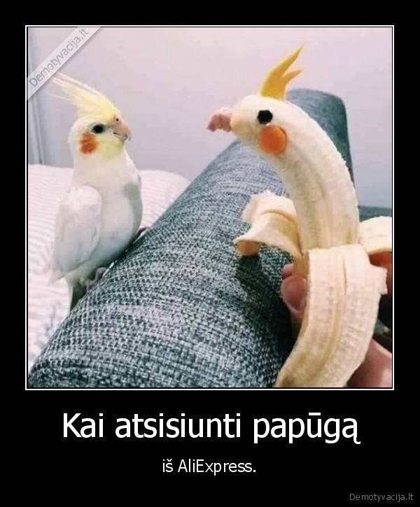 papuga,aliexpress,kinija