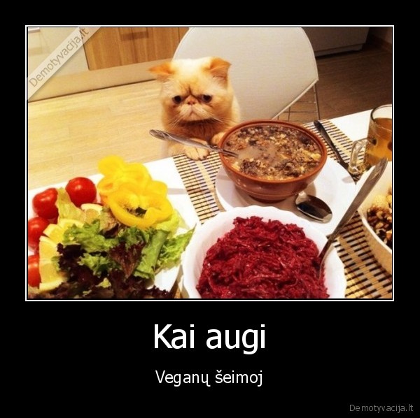 veganai,katinas,nera, ka, valgyt