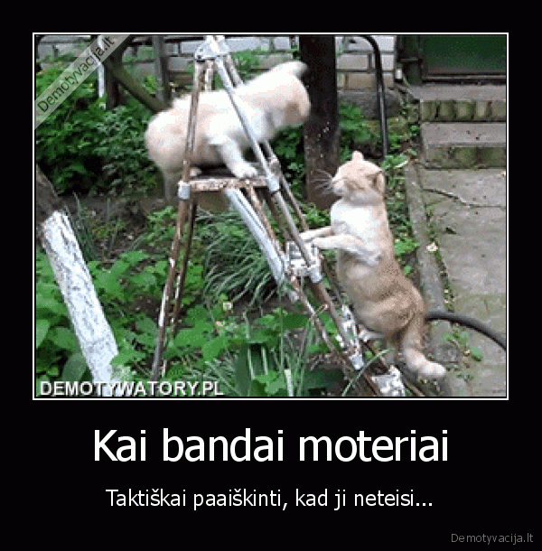 juokingi, katinai,katinu, mustynes