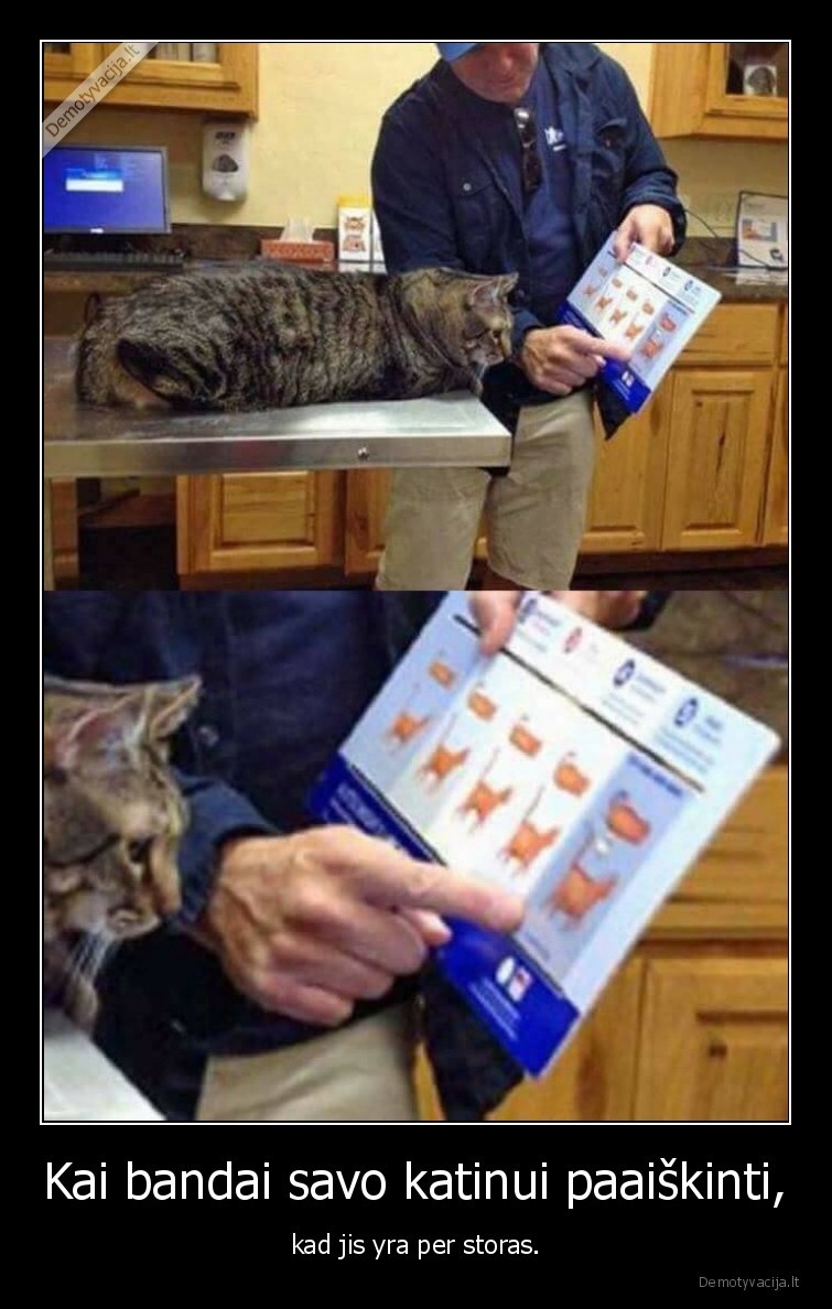 katinas,kate,storumas