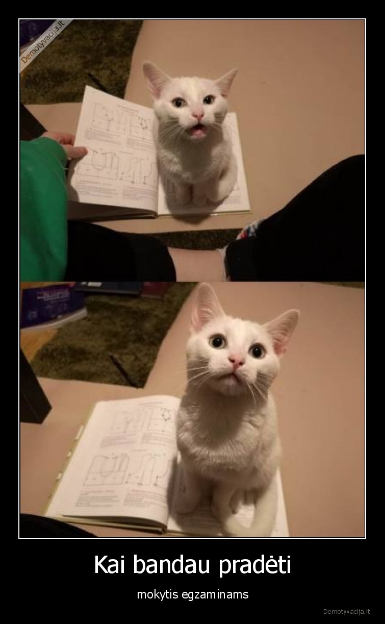 mokslai,egzaminai,katinai,kates
