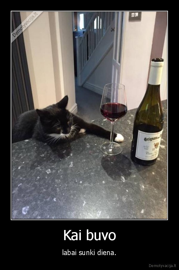 kate,katinas,vynas,sunki, diena