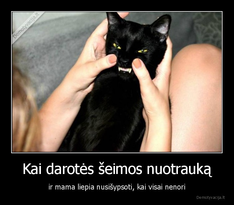 sypsokis,katinas,nuotrauka