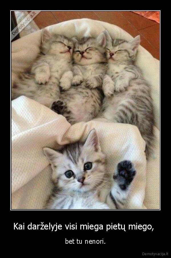 pietu, miegas,darzelis,kate,katinas,kaciukas