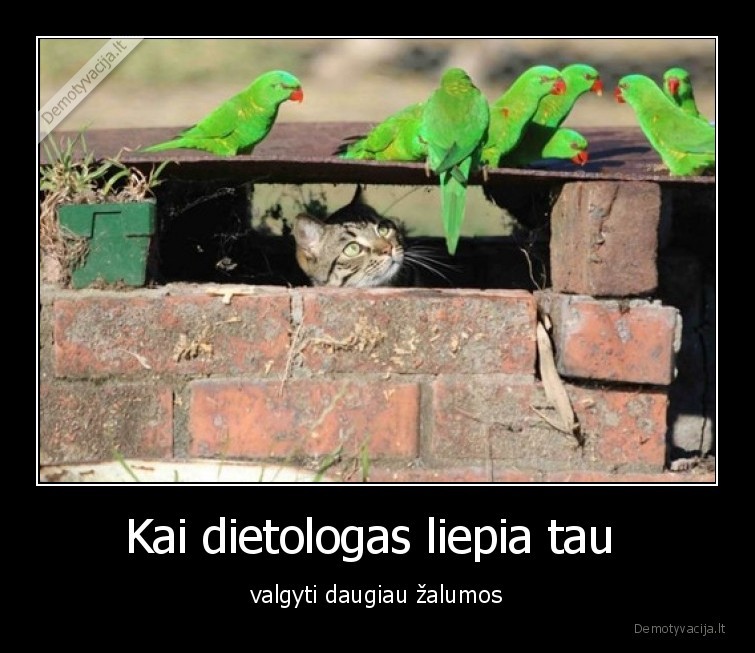 katinas,pauksciukai,zaluma,dietologas,dieta