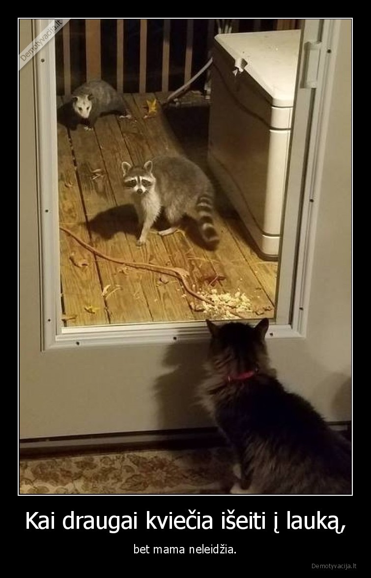 kate,katinas,meskenas,oposumas,mama