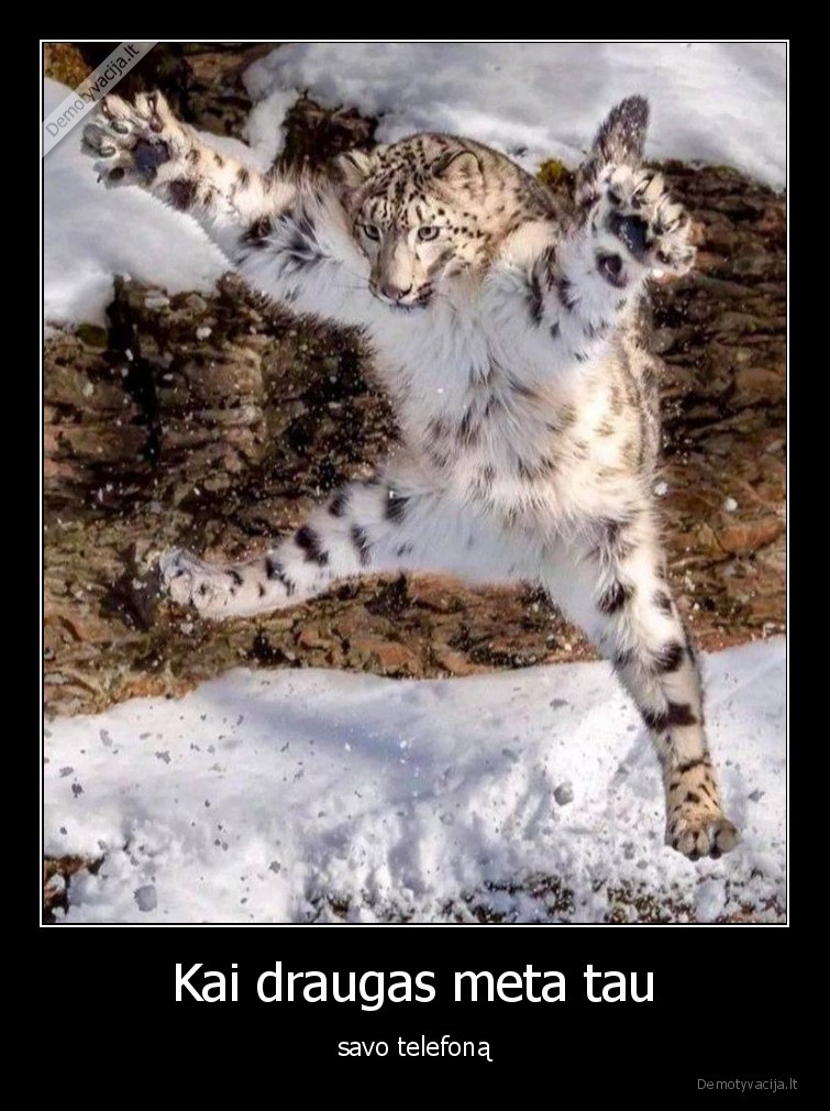 telefonas,mesti,pagauti,tigras