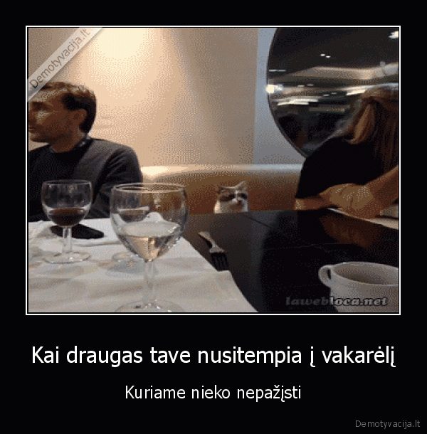 vienisas, katinas,visi, kalba