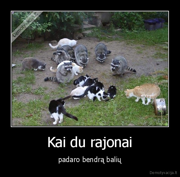 kate,katinas,meskenas,balius,maistas,rajonas