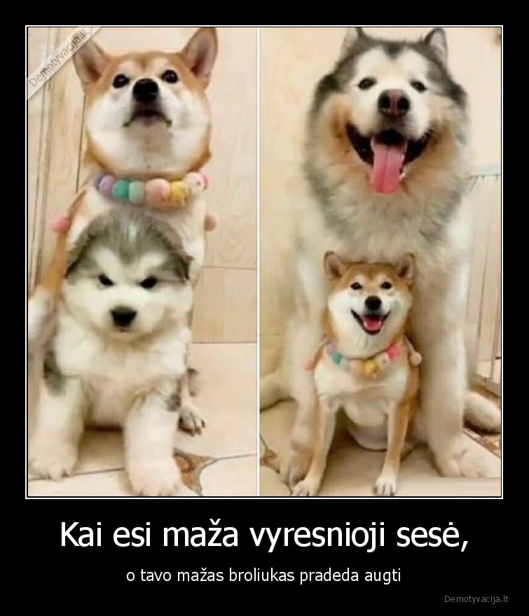 sunys,broliukas,sesute,suo