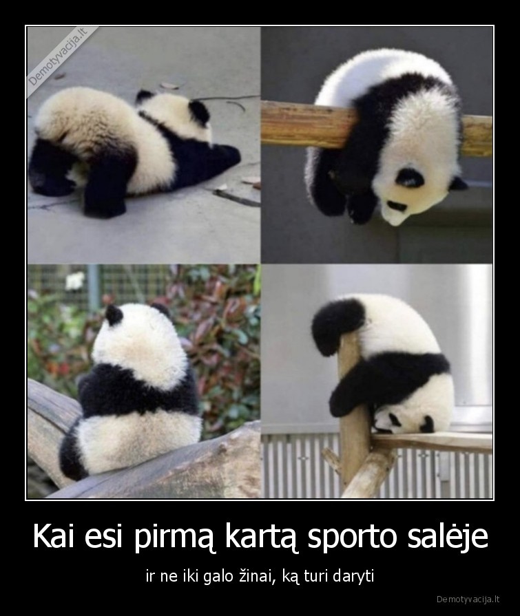 sportas,panda
