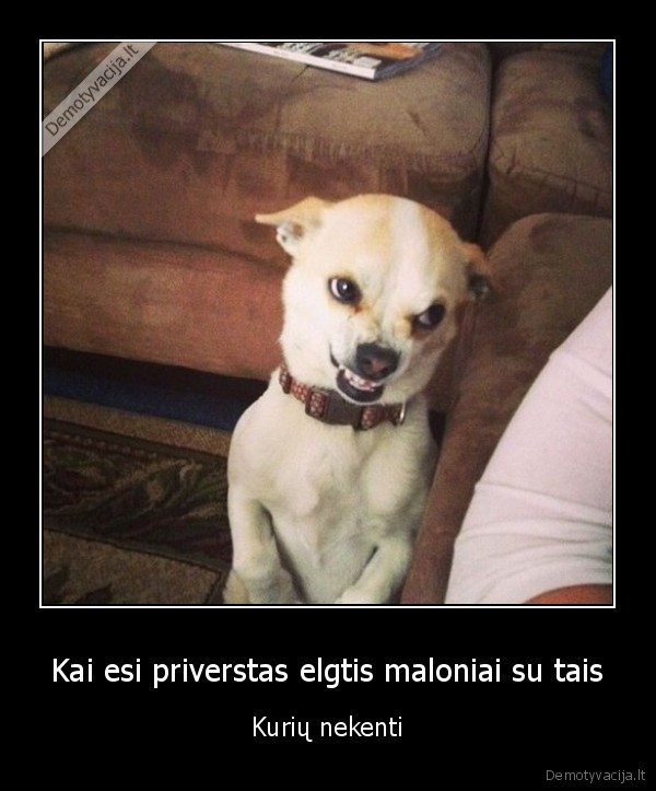 neapykanta,juokingas, suo,piktas, suo