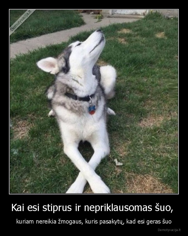 suo,nepriklausomas,stiprus,haskis,nereikia,zmogaus