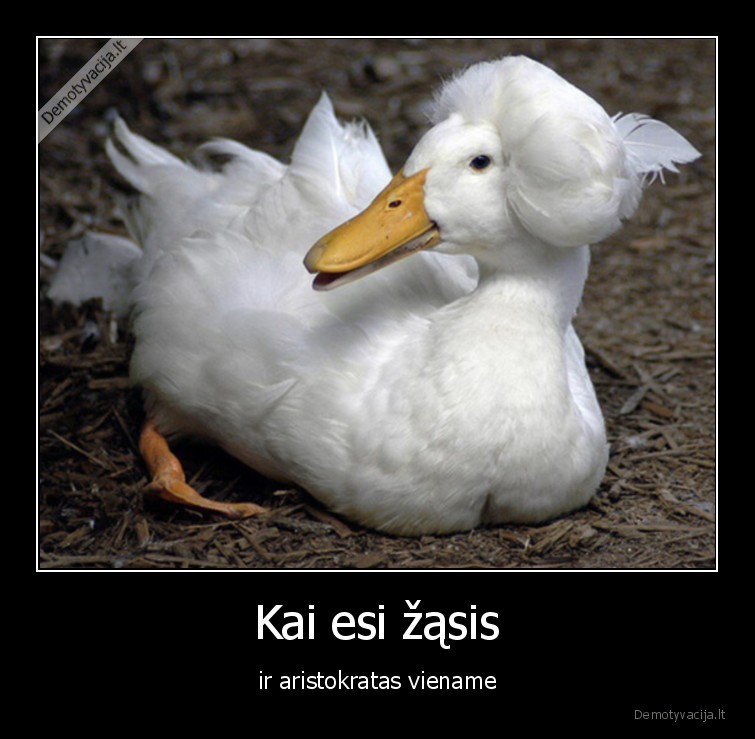 zasis,aristokratas