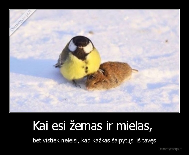 paukstelis,mazas,zemas,mielas,pele