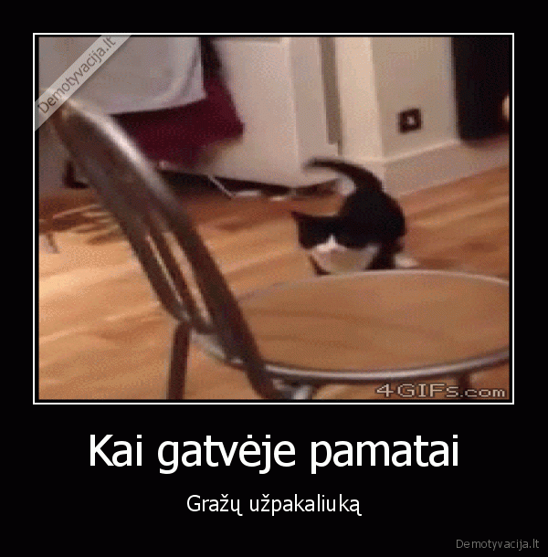 juokingas, katinas,katino, reakcija,uzpakaliukas