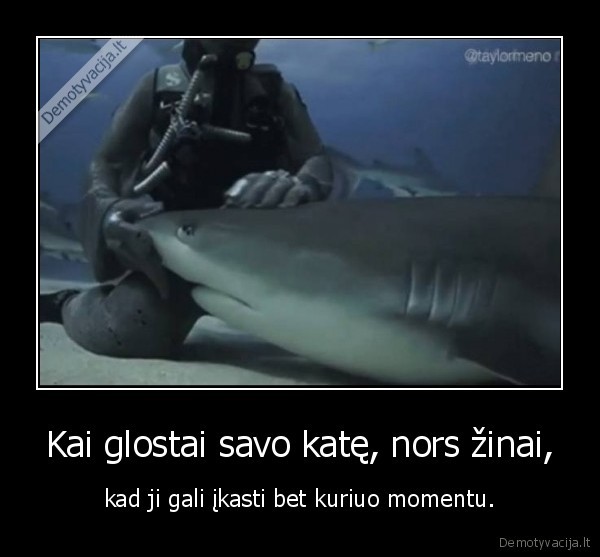 ryklys,kate,katinas,glostymas