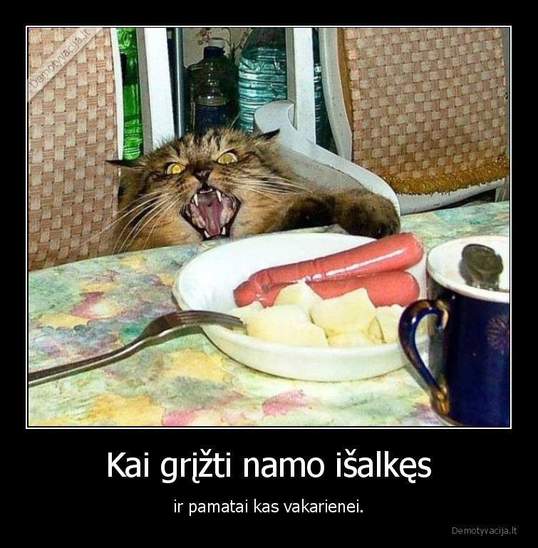 darbas,namai,kate,katinas,vakariene