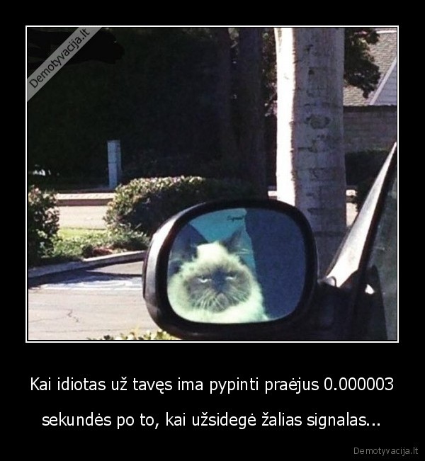 keliu, ereliai,piktas, katinas,debilai