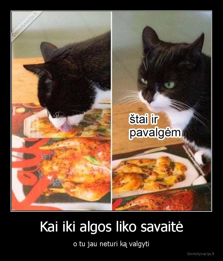 alga,maistas,darbas,katinas