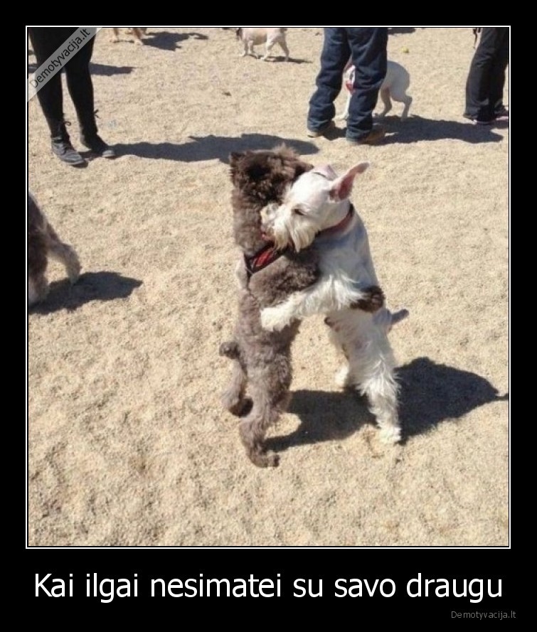 draugyste,sunys,draugai