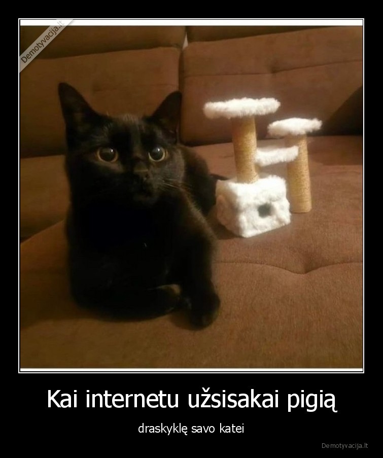 draskykle,katinas,pigu