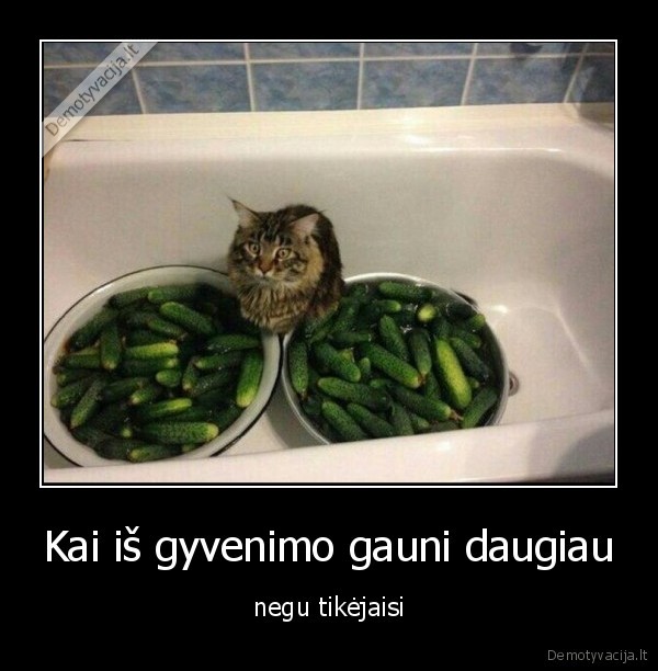 katinas,gyvenimas,agurkas