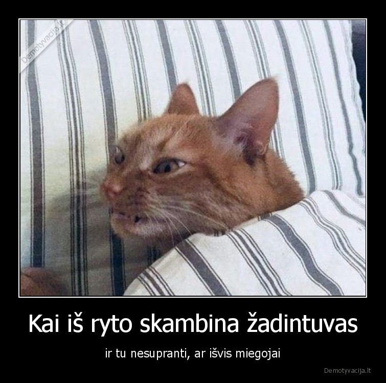 rytas,katinas,zadintuvas,miegas