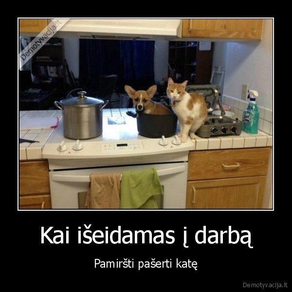 kate, verda, suni,suo, puode