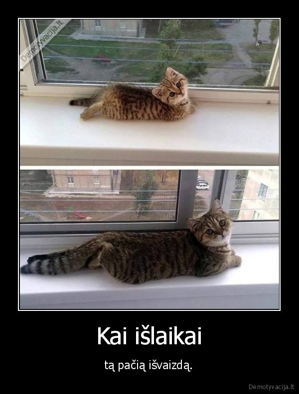 mielas, kaciukas,katinas,kate,isvaizda