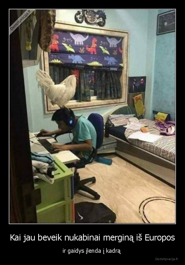 gaidys,babajus,kabintojas