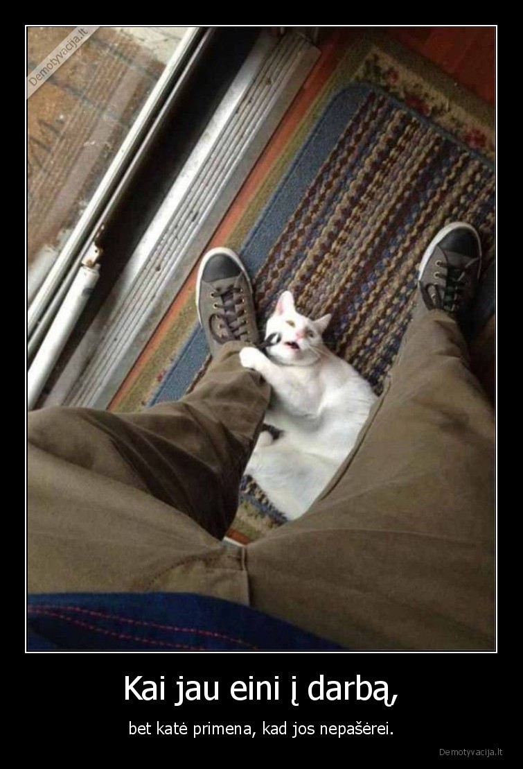 kate,katinas,darbas,serimas