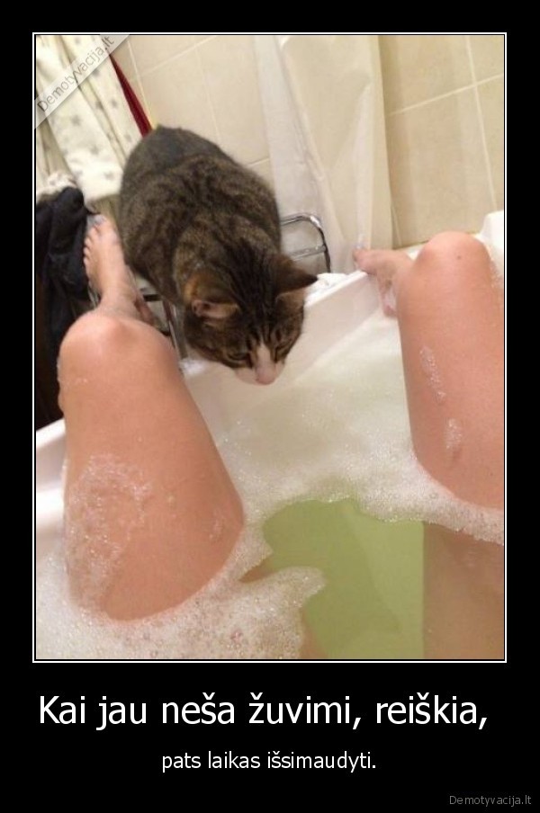 zuvis,katukas, zino, kur, zuvis