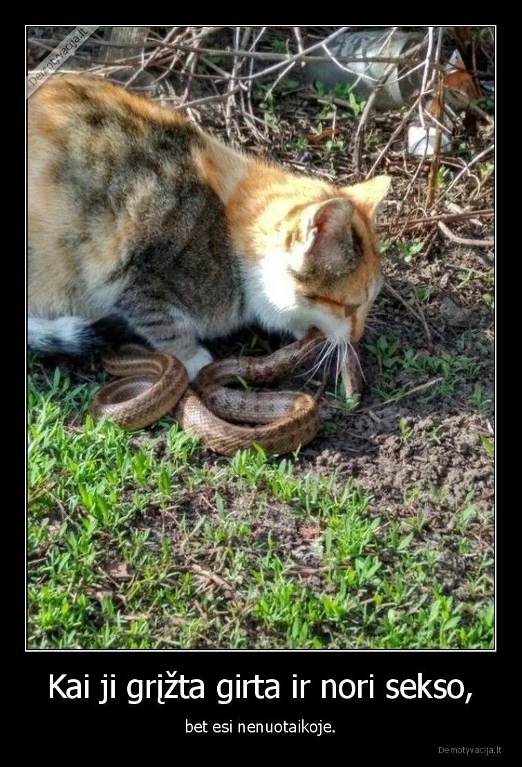 kate,katinas,gyvate,seksas