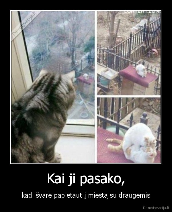 kate,katinas,drauges,neistikimybe