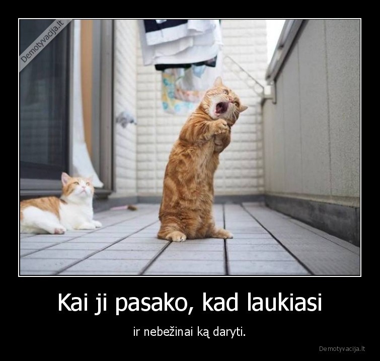 kate,katinas,nestumas