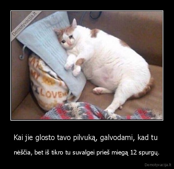 kate,katinas,storas,spurga,nestumas